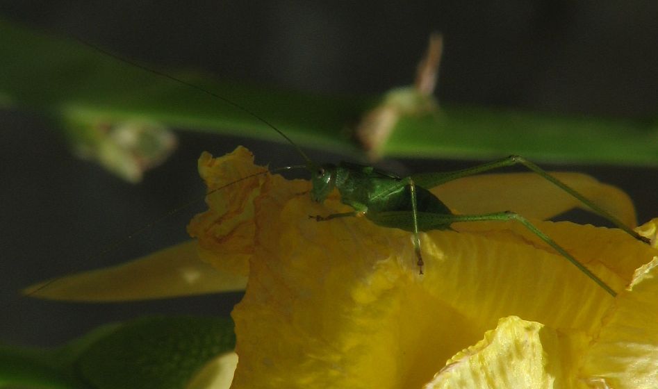 Phaneroptera sp. (ninfa)